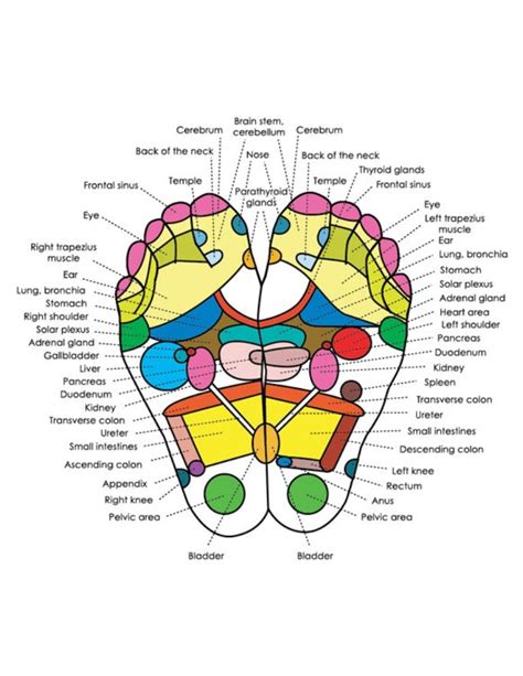 Reflexology Chart