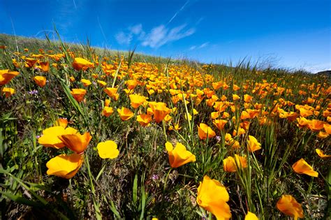 Super bloom might hit Southern California; prime wildflower viewing