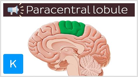 Paracentral Lobule Anatomical Terms Pronunciation By Kenhub Youtube