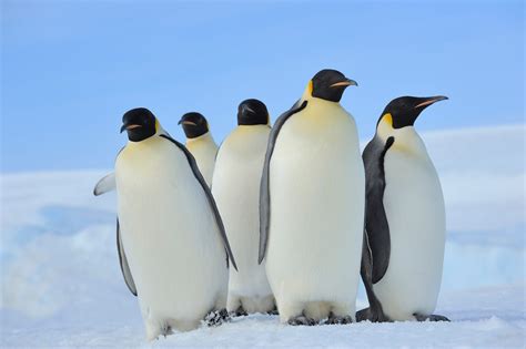 5 Команд Linux, которые должен освоить каждый новый пользователь — АНО ...