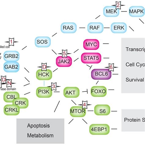 Bcrabl Signaling Pathways Downstream Signaling Pathways Activated By