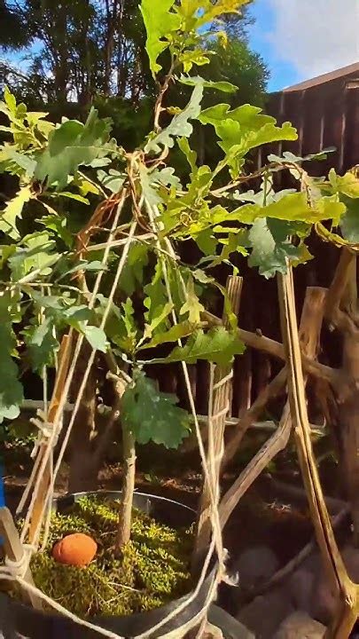 Постепенно формирую Бонсай из Дуба #盆栽 #bonsai #бонсай # дуб - YouTube