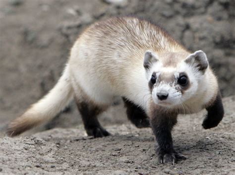 How The Black Footed Ferret Is Making A Comeback From The Brink Of Extinction Pbs News Weekend