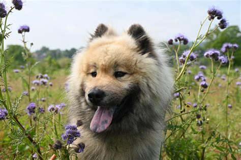 40,000+ Free Crying Dog & Dog Photos - Pixabay