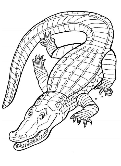 printable alligator coloring pages  kids