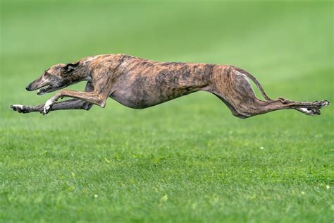 fastest dog breeds   world readers digest