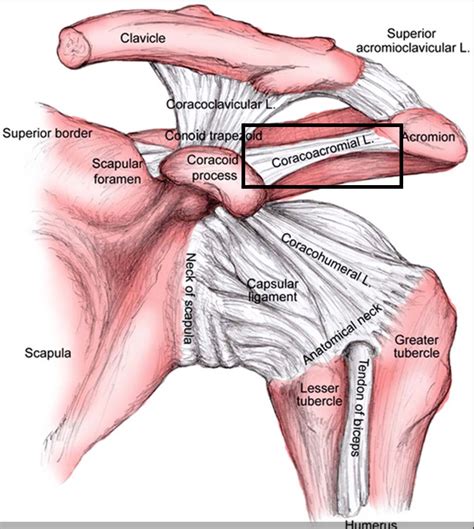coracoacromial ligament gross anatomy muscle anatomy