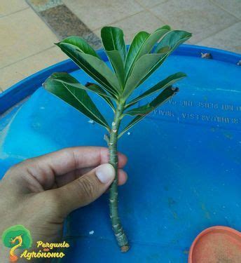 Como Fazer Mudas De Rosa Do Deserto Em Passos Rosa Do Deserto