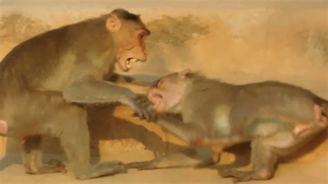 Игра обезьян в ашраме Шри Рамана Махарши. - YouTube