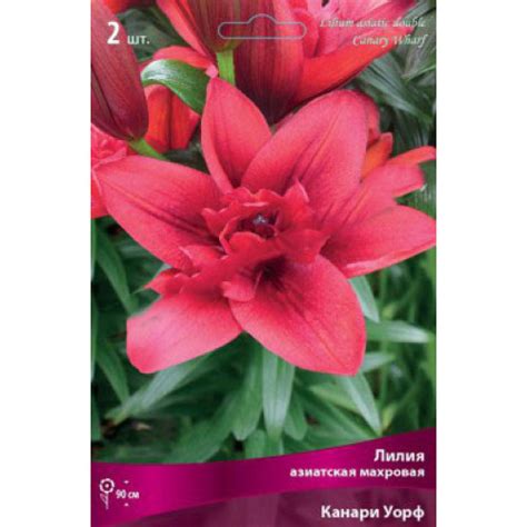 Лилия Канари Уорф (азиатская махровая) купить в интернет-магазине ...