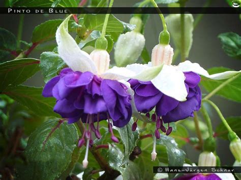 Pinto de Blue - FuchsiaFinder