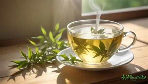 Beneficios Do Cha Branco - chá branco: descubra benefícios e segredos que poucos conhecem