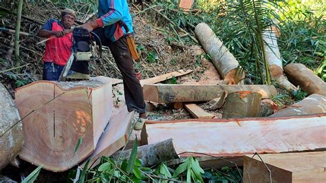 Keterampilan Membelah Kayu Besar Chainsaw Stihl Ms Youtube