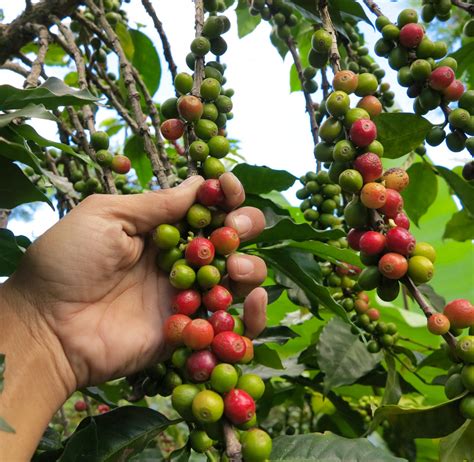 Sustainable Farming and Agriculture Work | Voluntariado en Costa Rica 2025