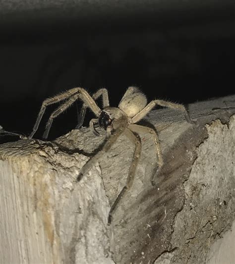 Olios giganteus (Giant Crab Spider) in Laguna Niguel, California United