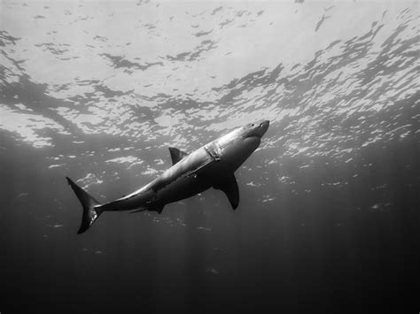 Premium Photo | Great white shark swimming in sea