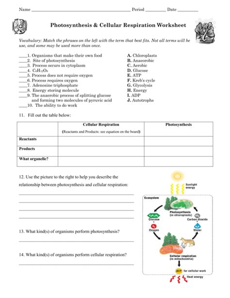 Photosynthesis And Cellular Respiration Worksheets