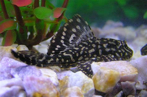 Freshwater Algae Eaters 18 Best Algae Eaters For A Balanced Aquarium