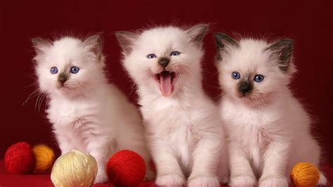 Cute Kitten Desktop Wallpapers On Wallpaperdog