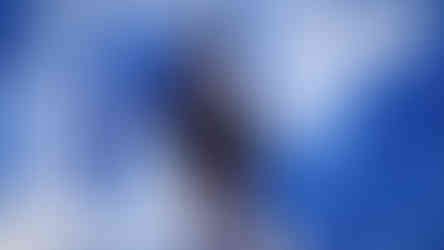 COCO Gothic Babe CBBE UUNP SE