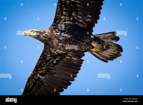 Juvenile bald eagle Stock Photo - Alamy