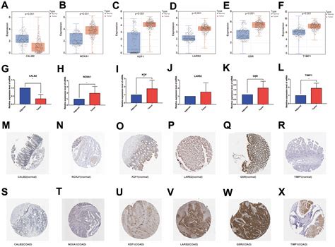 Investigating Gene Signatures Associated With Immunity In Colon