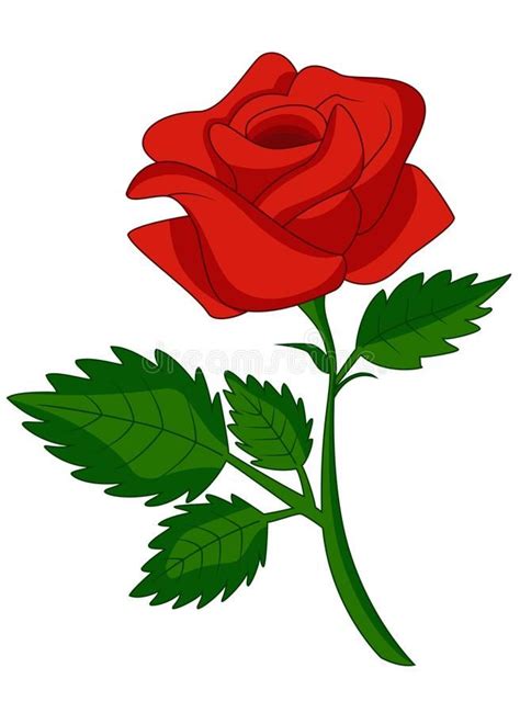 A Single Red Rose With Green Leaves On A White Background Stock Photo