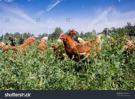 Red Sex Link Pasture Raised Chickens Stock Photo Shutterstock