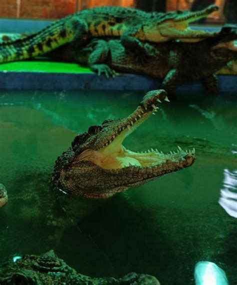 Крокодиловая ферма