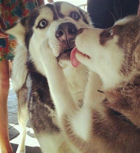 15 Times These Husky Couples Redefined #RelationshipGoals