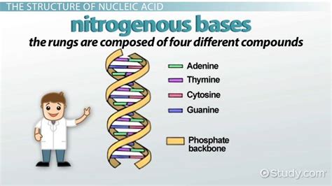 Nucleic Acids | Definition, Types & Examples - Lesson | Study.com