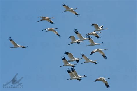Rare Whooping Crane Photo Whooping Crane Conservation Association