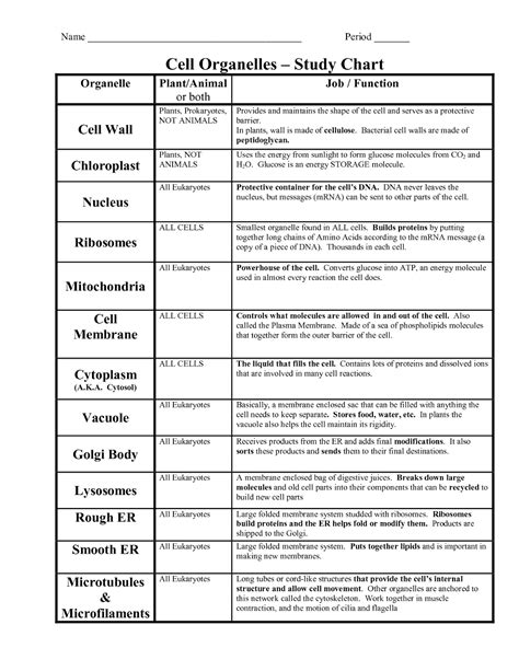 Plant Organelles And Their Functions