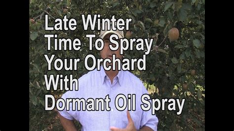 How To Spray Your Apple Trees In Late Winter Youtube