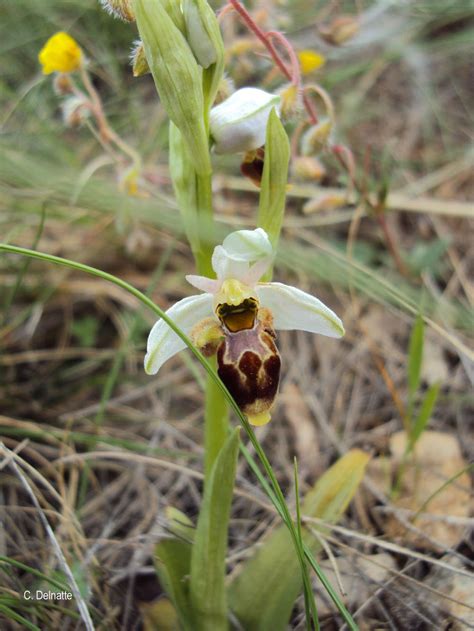 Ophrys Scolopax Cav 1793 Ophrys Bécasse Présentation