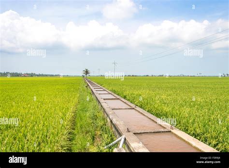 Water Canal For Paddy Rice Field Irrigation With Blue Skies Stock Photo