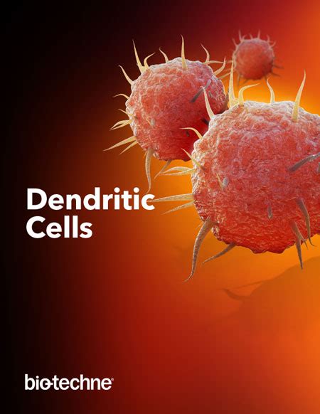 Dendritic Cells