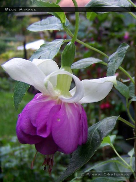 Blue Mirage - FuchsiaFinder