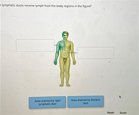 Solved lymphatic ducts receive lymph from the body regions | Chegg.com