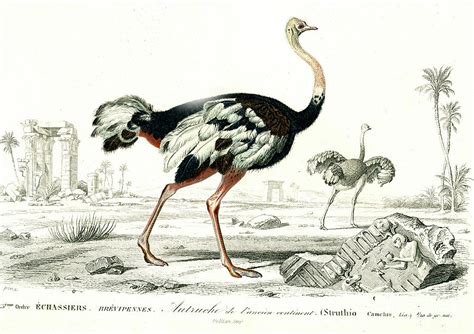 ostrich  science photo library