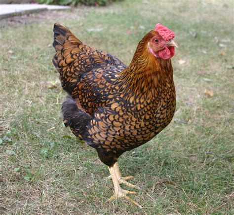 Wanted: Golden Laced Wyandotte Eggs | BackYard Chickens - Learn How to ...