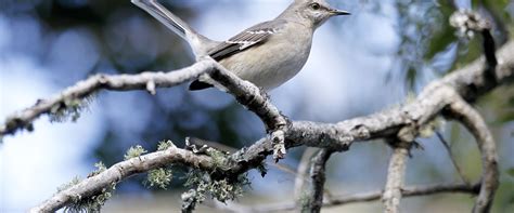 audubon bird count work