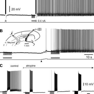 Synaptic Induction And Modulation Of Persistent Activity In LA Neurons