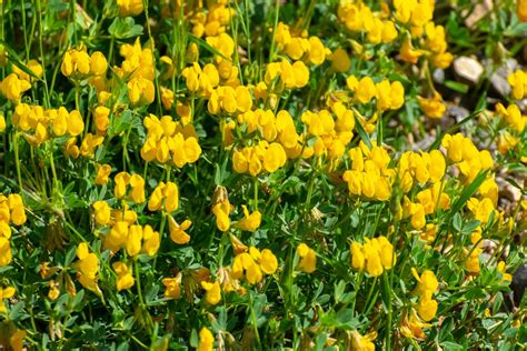 Tall Weeds With Yellow Flowers Common Varieties Gfl Outdoors