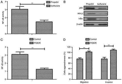 Isoflurane Regulates Aggressiveness Via The PI3K Protein Kinase