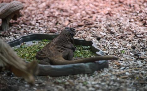 Animals in Seattle Zoo - Animals