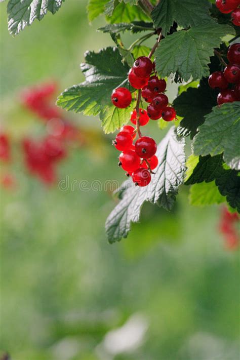 Red Currant Stock Image Image Of Healthy Close Delicious 10479809