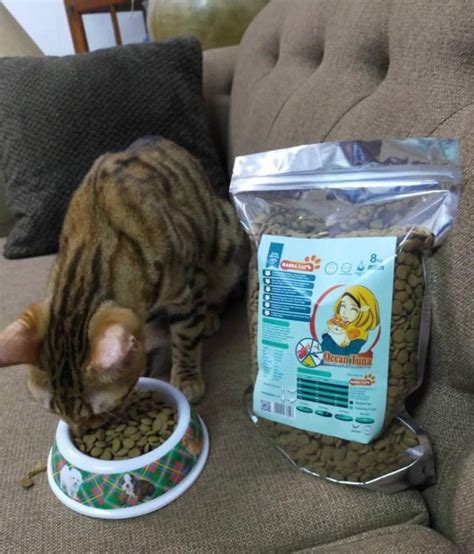 Masha Cat Kibble Dry Food Kitten Pet Cats Premium 1kg Repack Pet