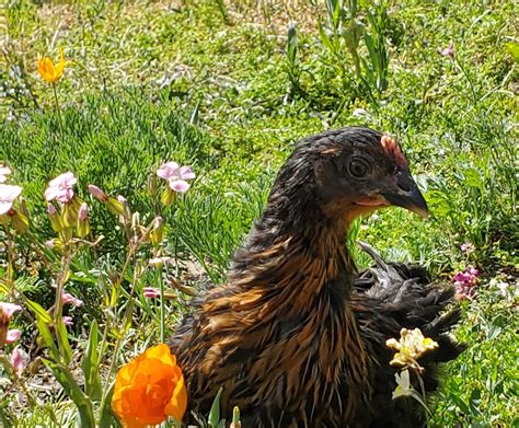 Black Sex Link Backyard Chickens Learn How To Raise Chickens
