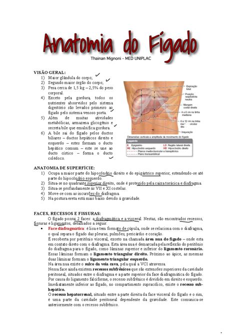 Segundo Maior Orgao Do Corpo - Anatomia do Figado - VISÃO GERAL: Maior glândula do corpo; Segundo ...